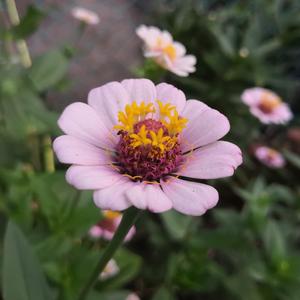 久久97人妻无码一区二区三区
